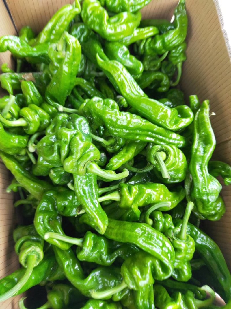 各种蔬菜大量上市欢迎定购