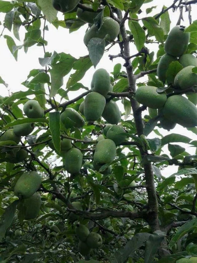 各种蔬菜大量上市欢迎定购