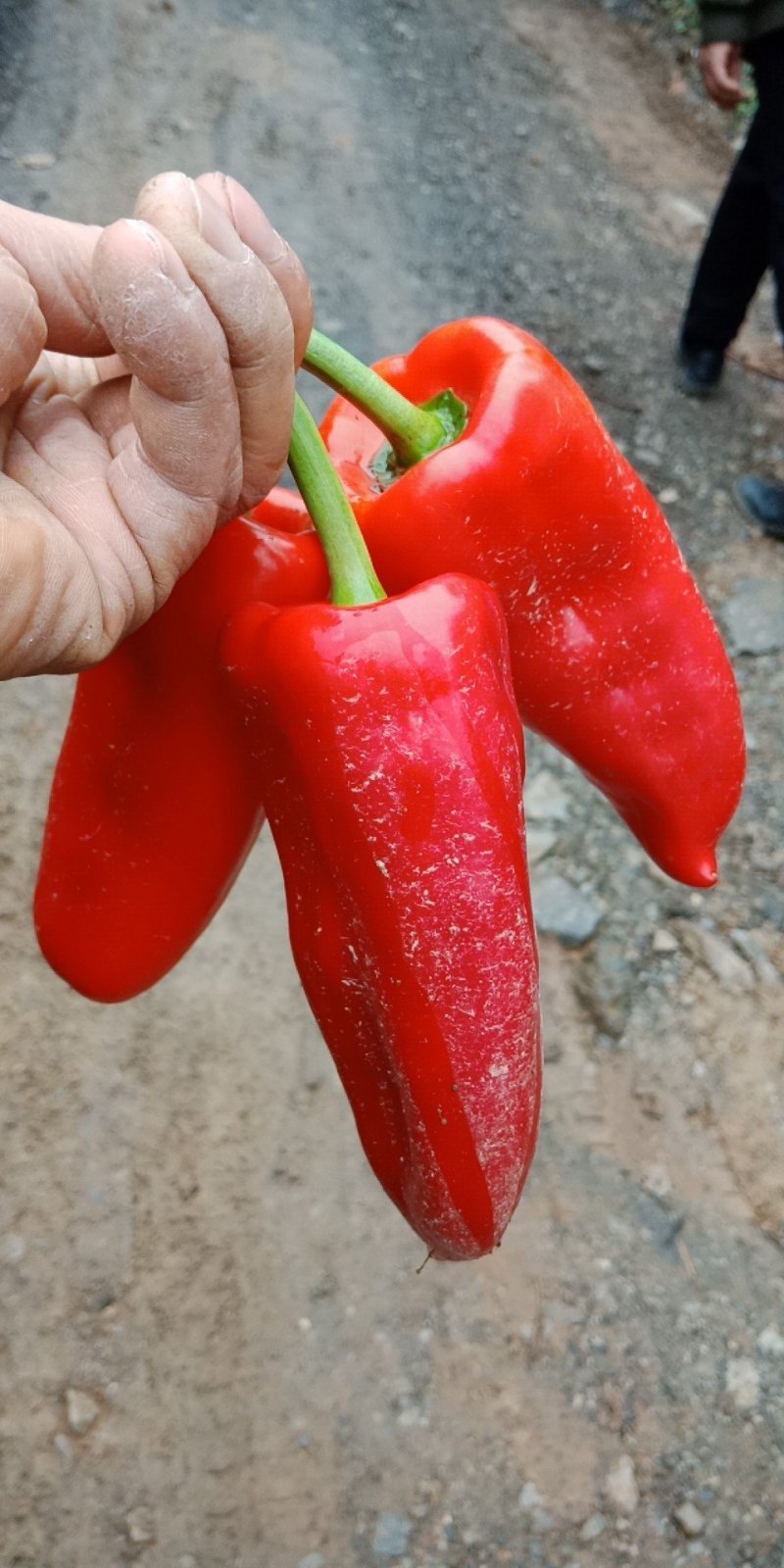 各种蔬菜大量上市欢迎定购