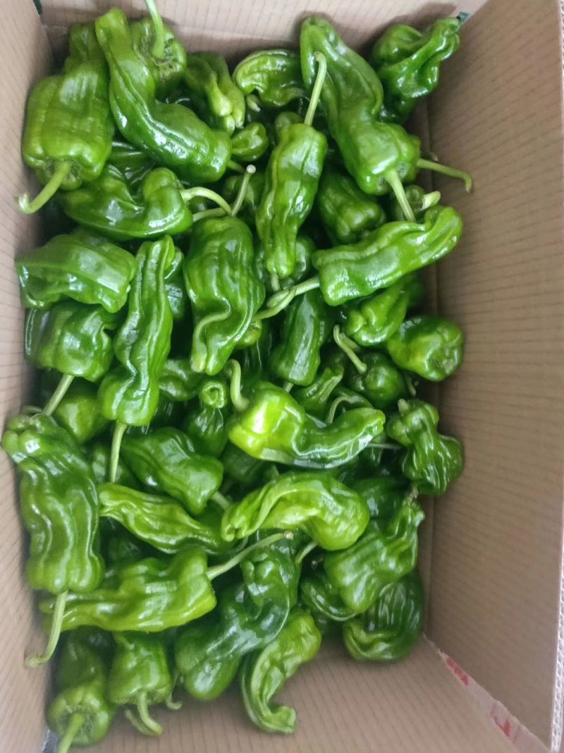 各种蔬菜大量上市欢迎定购