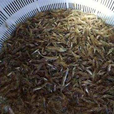 正宗水库河虾