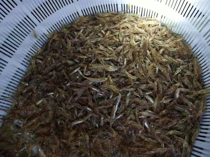 正宗水库河虾