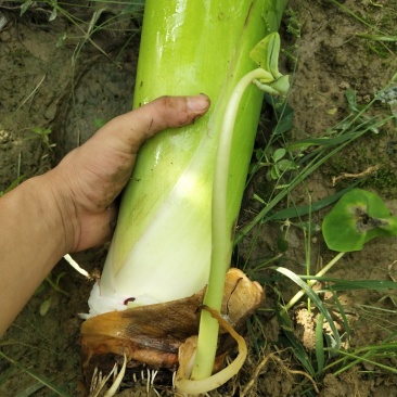 荔浦芋头还有15天大量上市