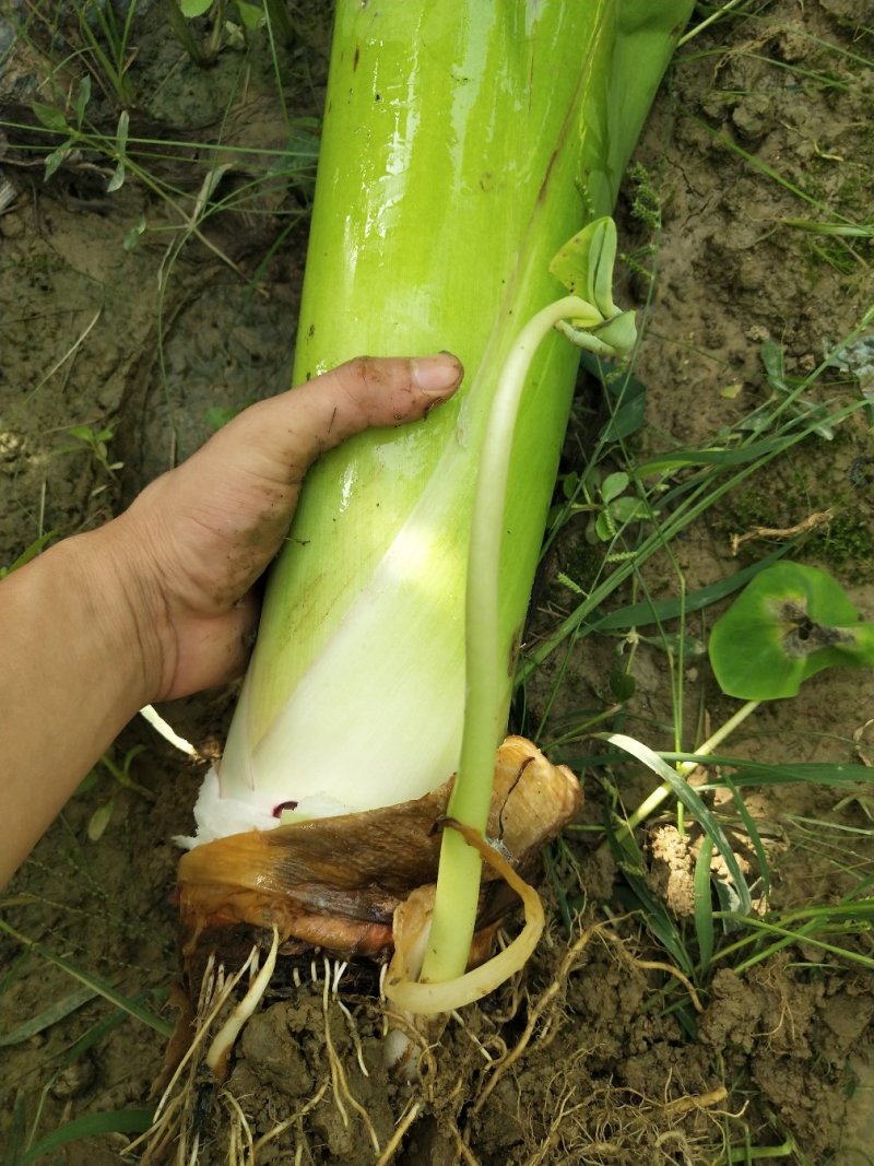荔浦芋头还有15天大量上市