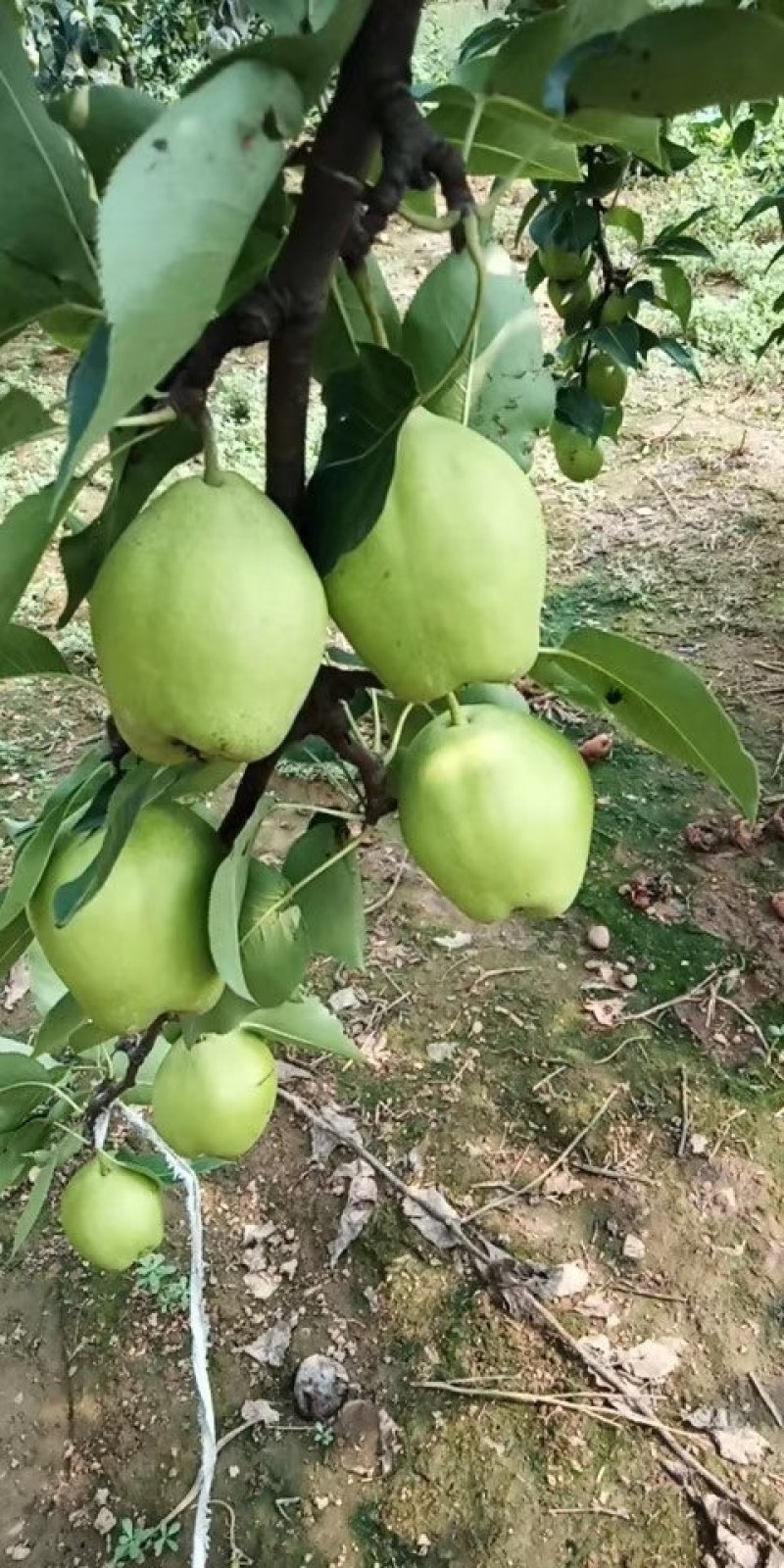 代收高密南山自家种植早酥梨光果黄金梨黄冠红香酥梨