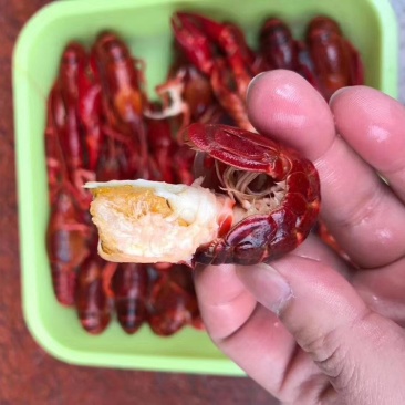 潜江清水冻虾批发大量供应