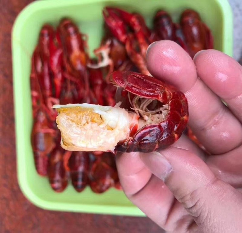 潜江清水冻虾批发大量供应