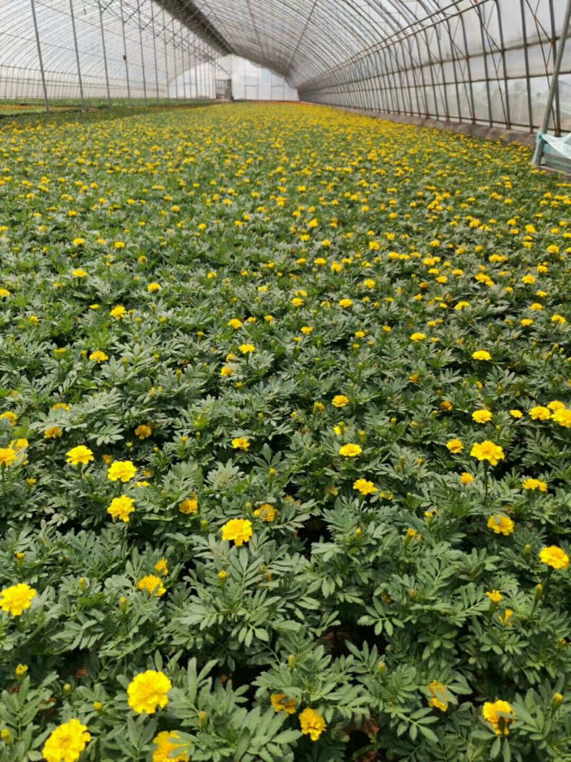 孔雀草绿化工程城市绿化美化小区绿化带用花