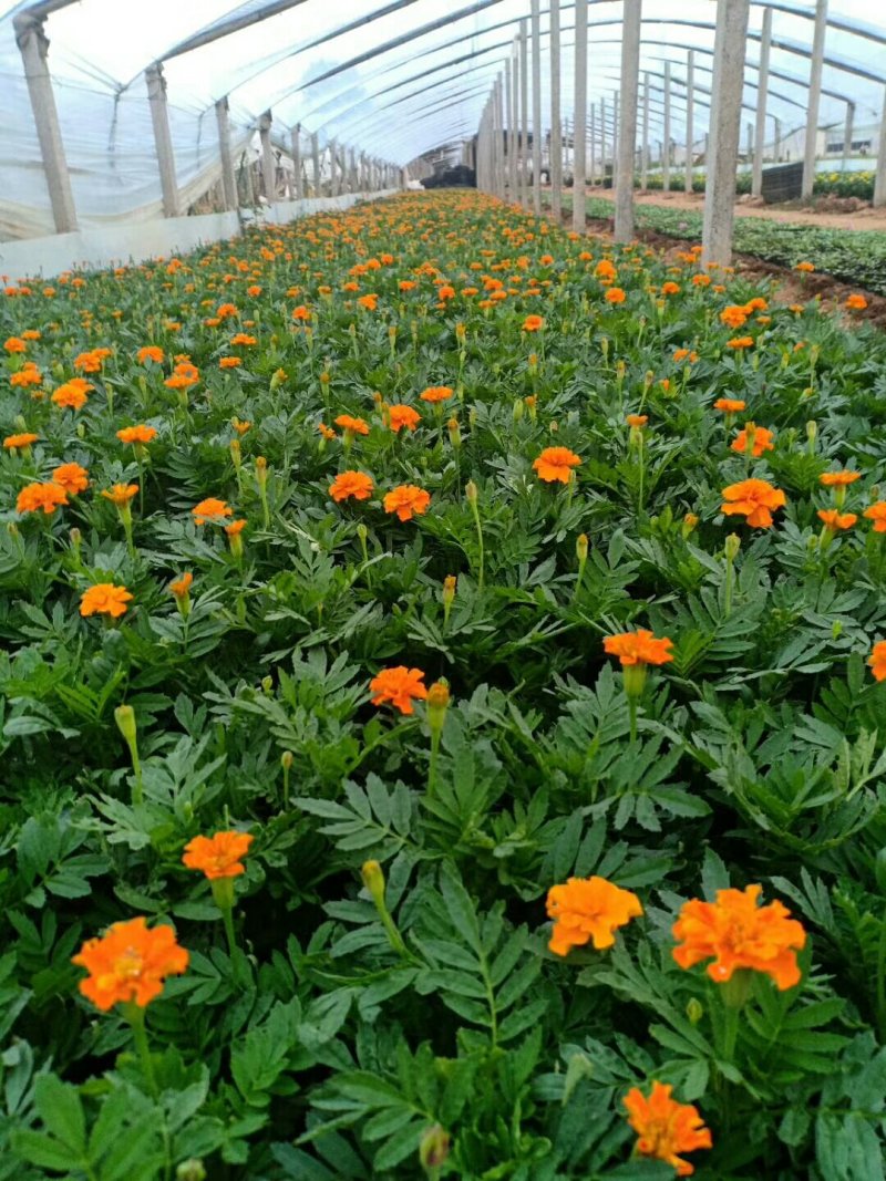 孔雀草绿化工程城市绿化美化小区绿化带用花