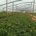孔雀草绿化工程城市绿化美化小区绿化带用花