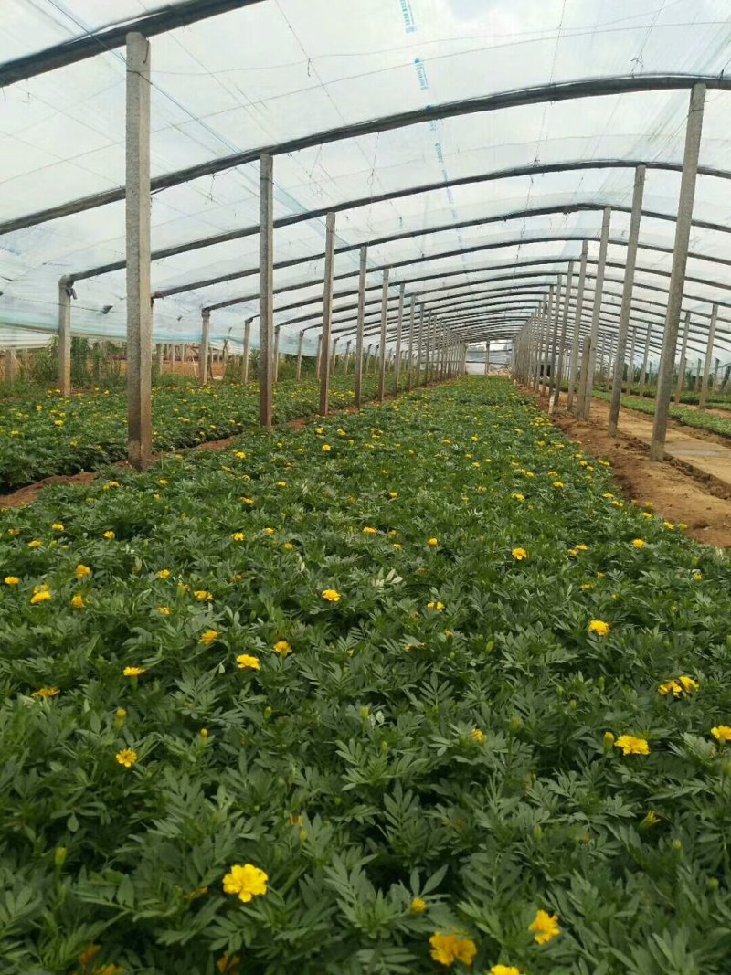 孔雀草绿化工程城市绿化美化小区绿化带用花