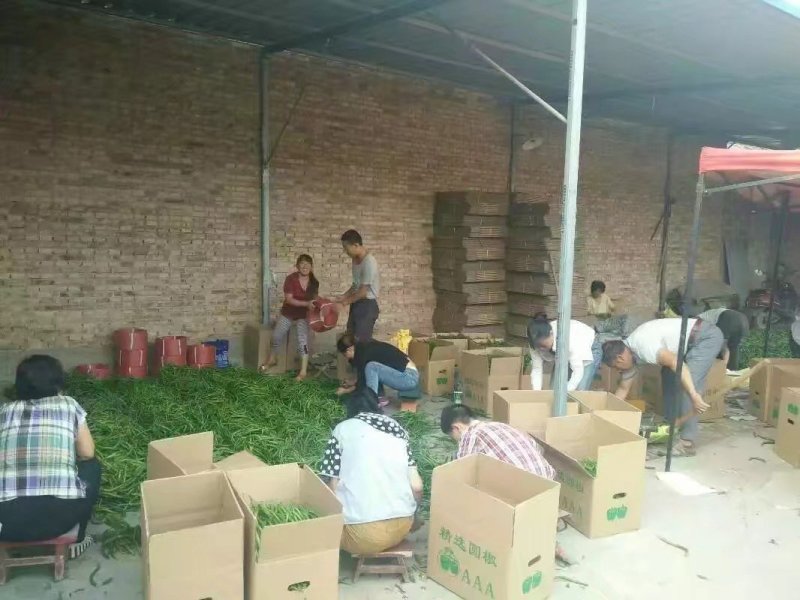 线椒.精品货源.产地价格.本地价格.线辣椒.