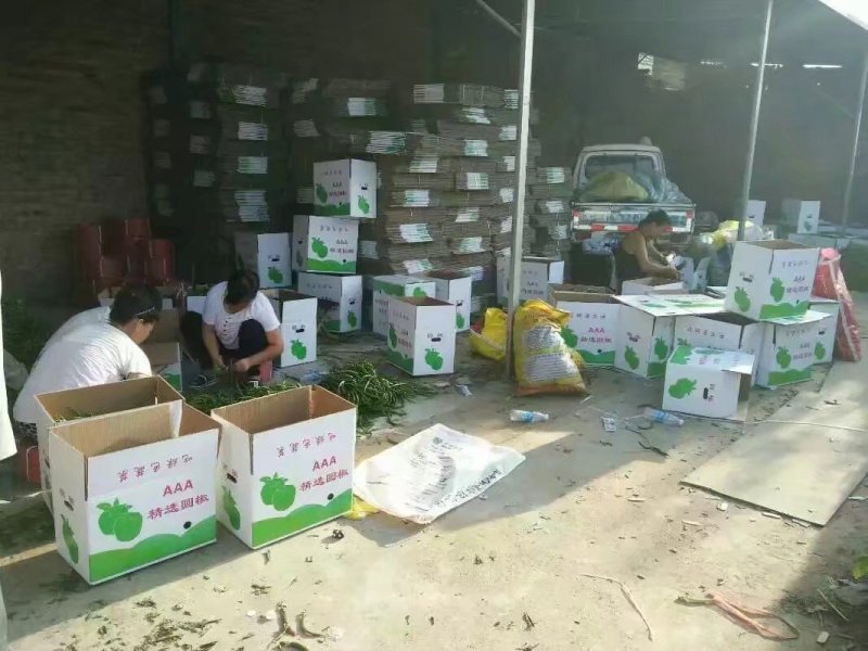 线椒.精品货源.产地价格.本地价格.线辣椒.