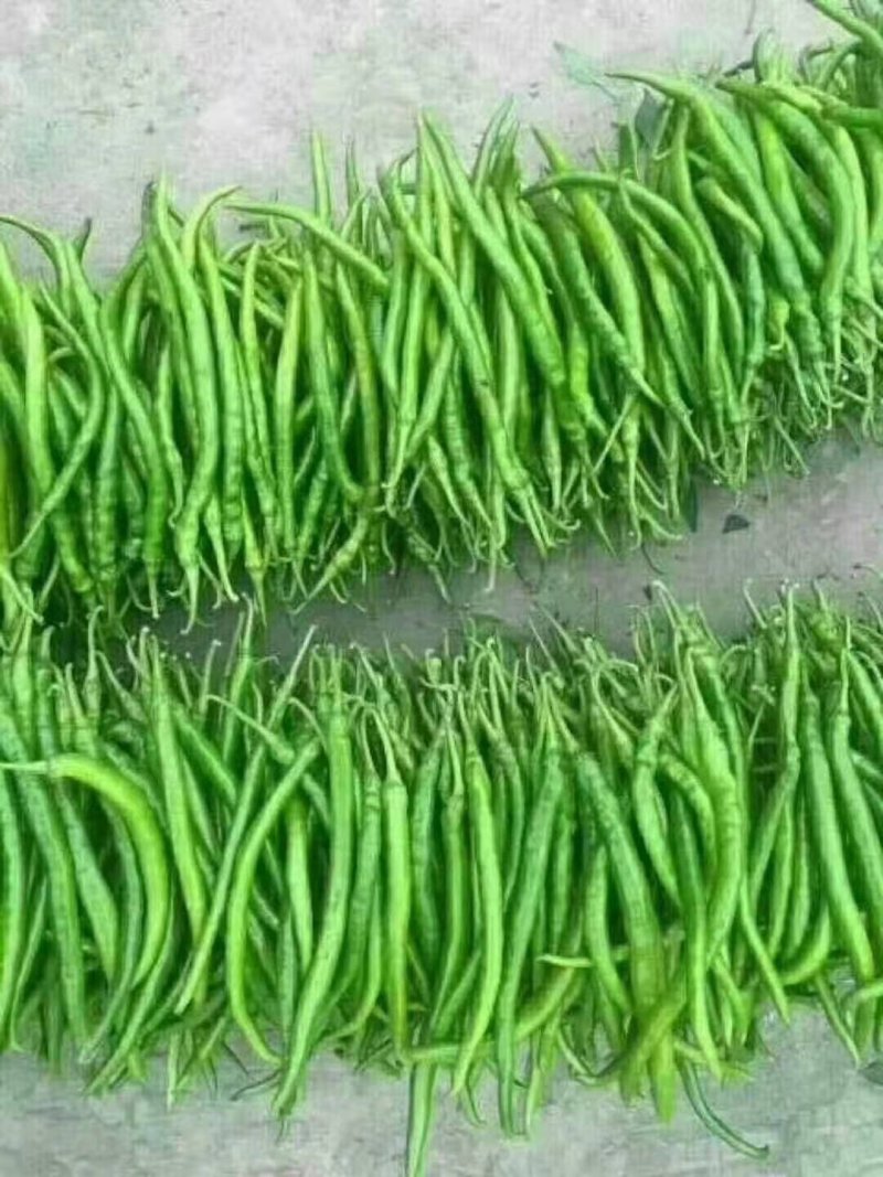 线椒.精品货源.产地价格.本地价格.线辣椒.