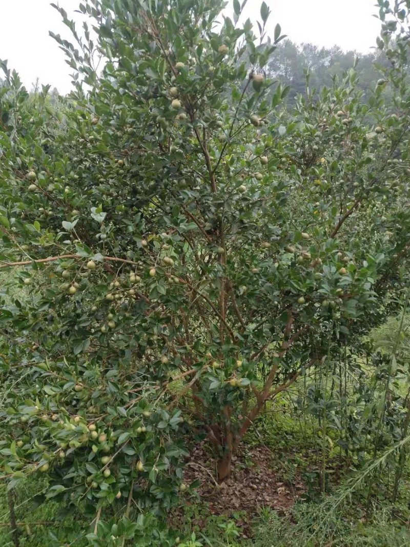 油茶苗龙眼油茶大果油茶及各种油茶袋苗等各种造林苗木