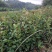 油茶苗龙眼油茶大果油茶及各种油茶袋苗等各种造林苗木
