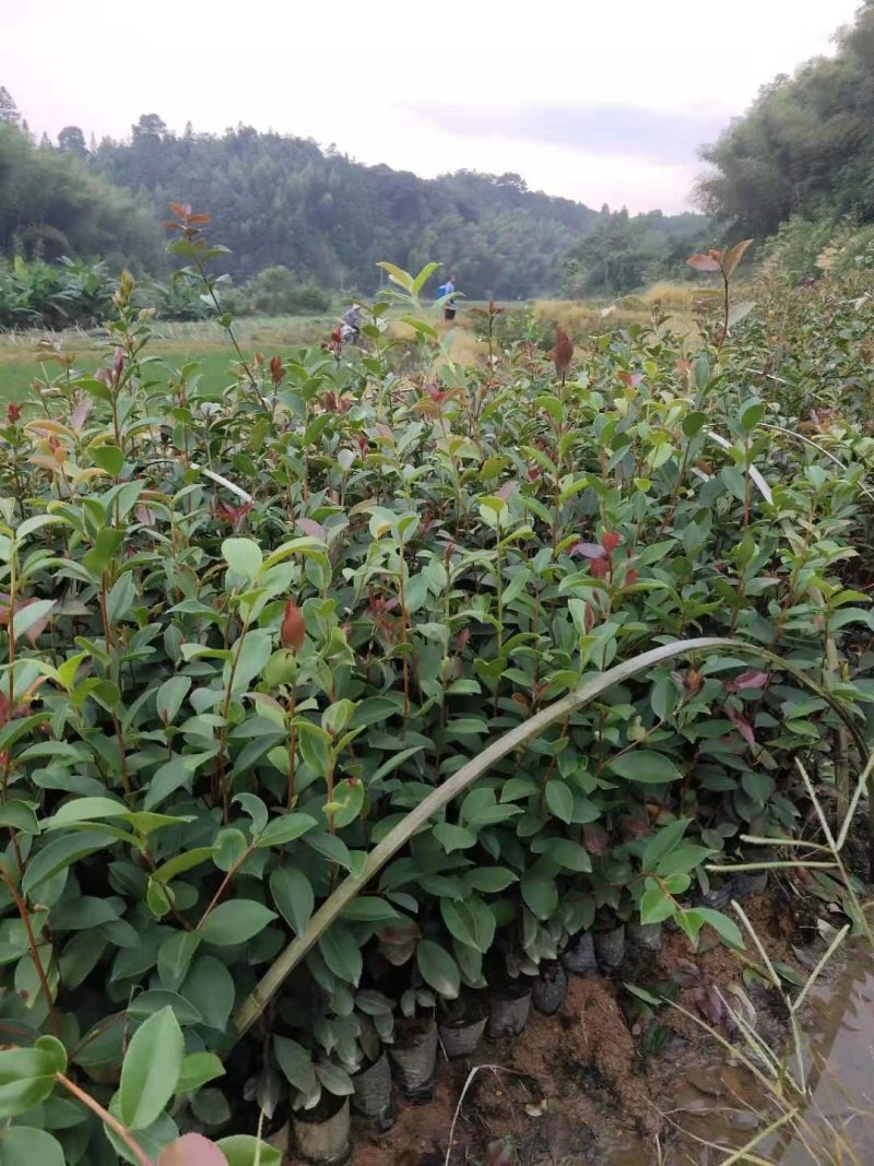 油茶苗龙眼油茶大果油茶及各种油茶袋苗等各种造林苗木