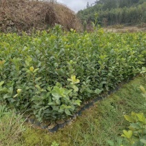 油茶苗龙眼油茶大果油茶及各种油茶袋苗等各种造林苗木