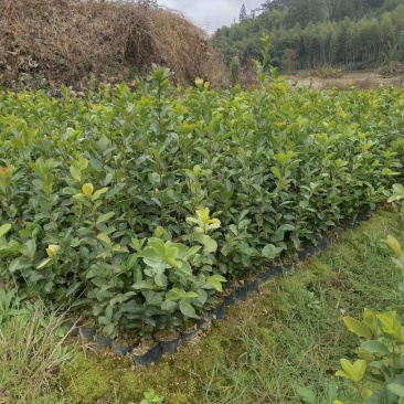 油茶苗龙眼油茶大果油茶及各种油茶袋苗等各种造林苗木