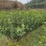 油茶苗龙眼油茶大果油茶及各种油茶袋苗等各种造林苗木