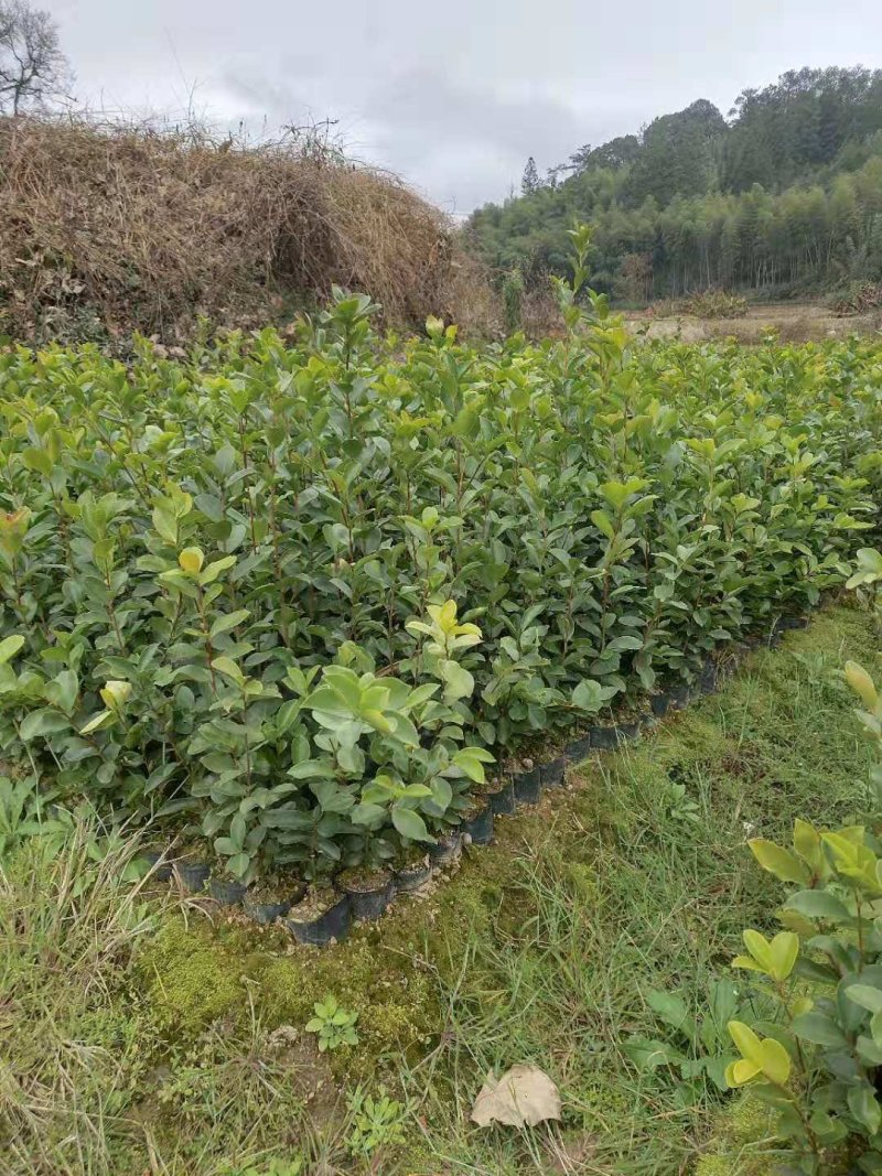 油茶苗龙眼油茶大果油茶及各种油茶袋苗等各种造林苗木