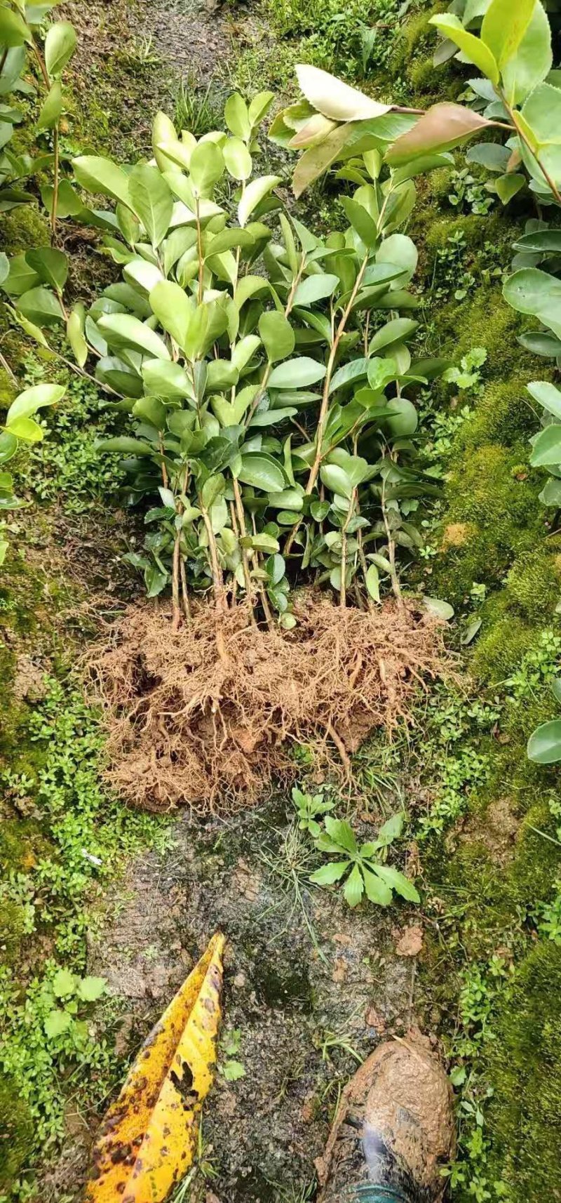 油茶苗龙眼油茶大果油茶及各种油茶袋苗等各种造林苗木