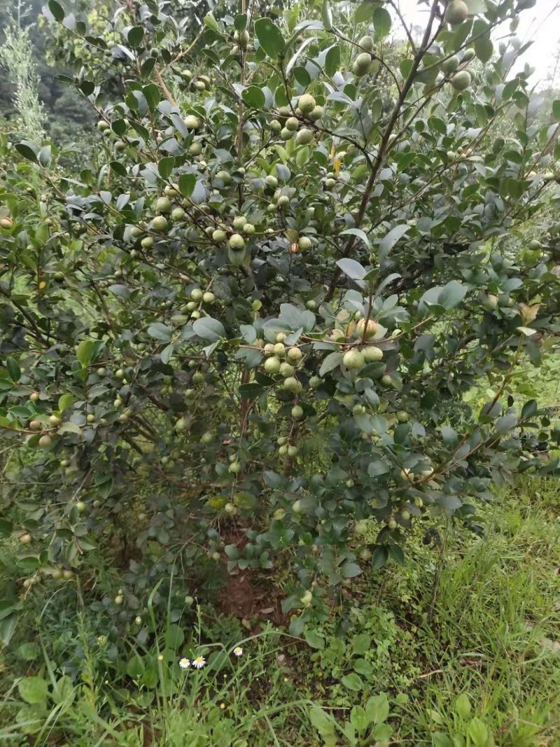 油茶苗龙眼油茶大果油茶及各种油茶袋苗等各种造林苗木