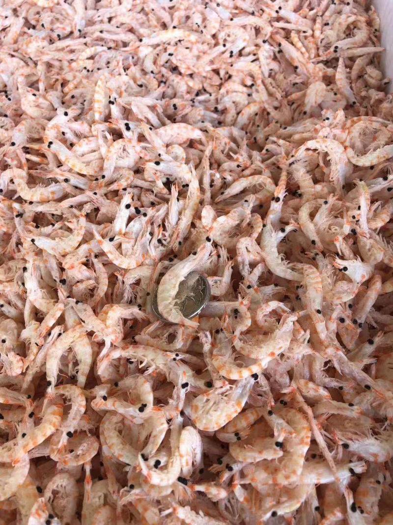 南极磷虾干磷虾米磷虾仁厂家货源磷虾仁磷虾皮
