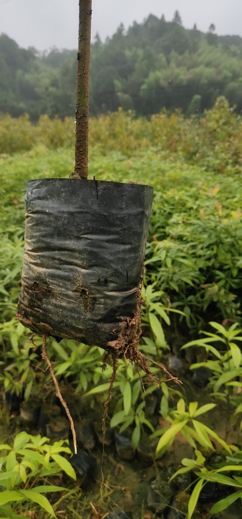 金丝楠木苗楠木苗闽楠苗贞楠苗等各种袋苗及各种造林苗木
