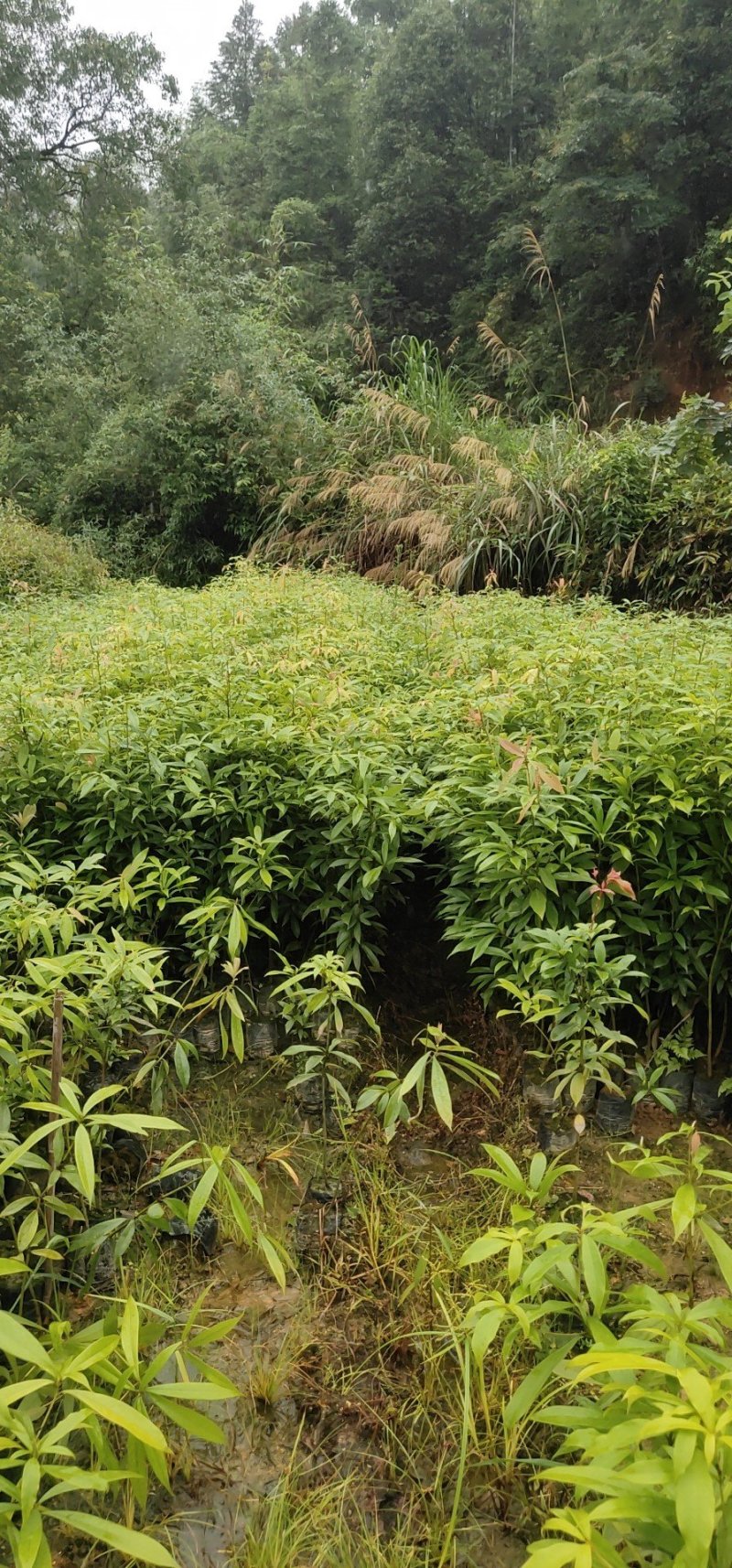 金丝楠木苗楠木苗闽楠苗贞楠苗等各种袋苗及各种造林苗木