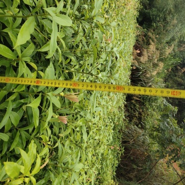 金丝楠木苗楠木苗闽楠苗贞楠苗等各种袋苗及各种造林苗木