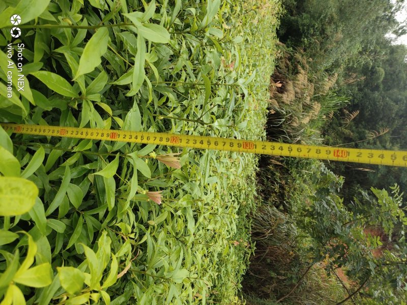 金丝楠木苗楠木苗闽楠苗贞楠苗等各种袋苗及各种造林苗木