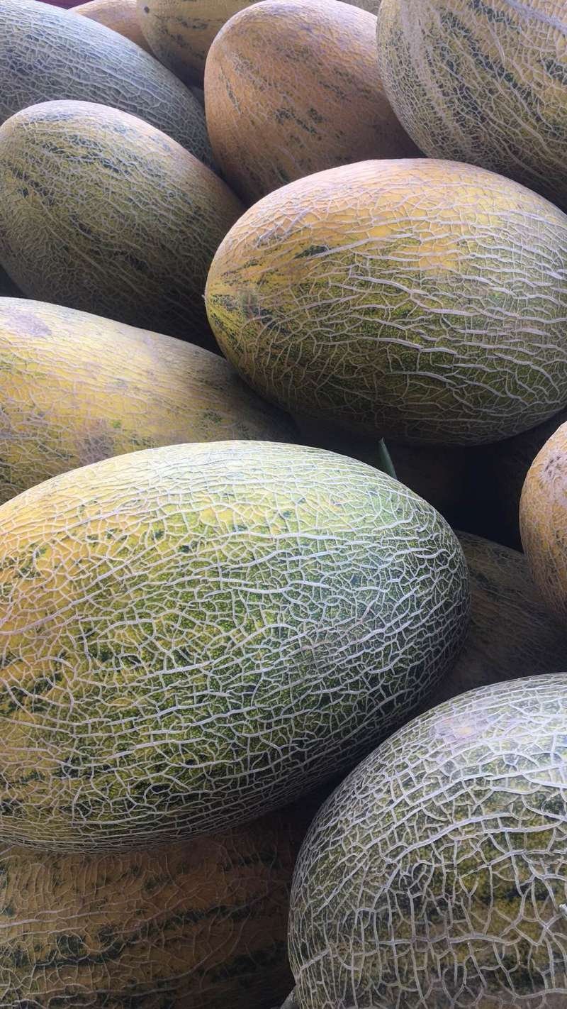新疆八六王哈密瓜/伽师八六王/黄八六