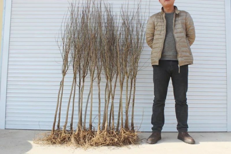 突尼斯软籽石榴苗，基地直销包成活，现挖现发