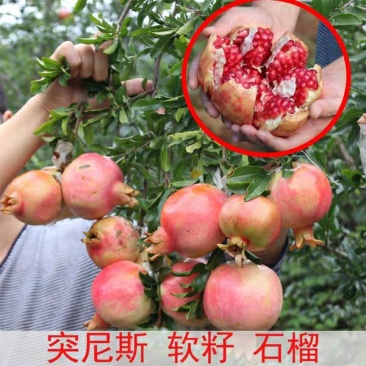 突尼斯软籽石榴苗,基地直销包成活,现挖现发