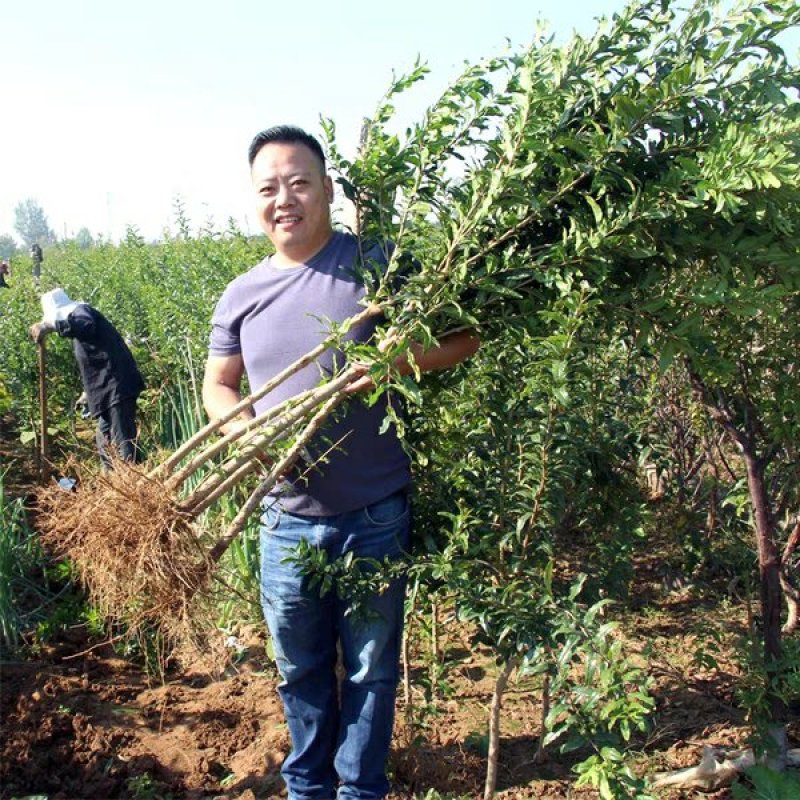 突尼斯软籽石榴苗，基地直销包成活，现挖现发