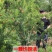 突尼斯软籽石榴苗,基地直销包成活,现挖现发