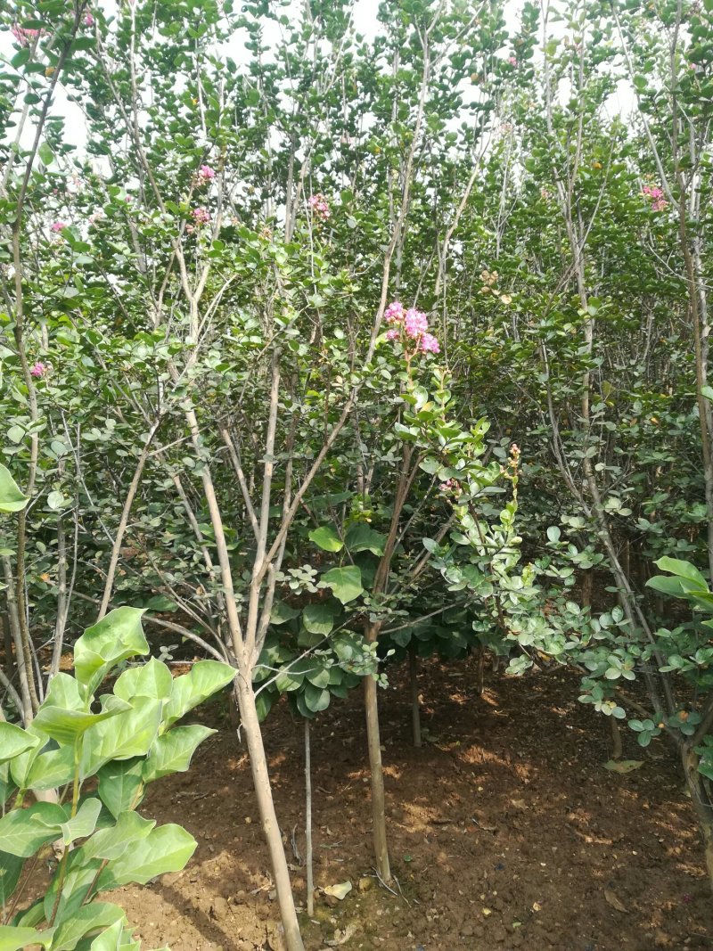 5公分紫薇