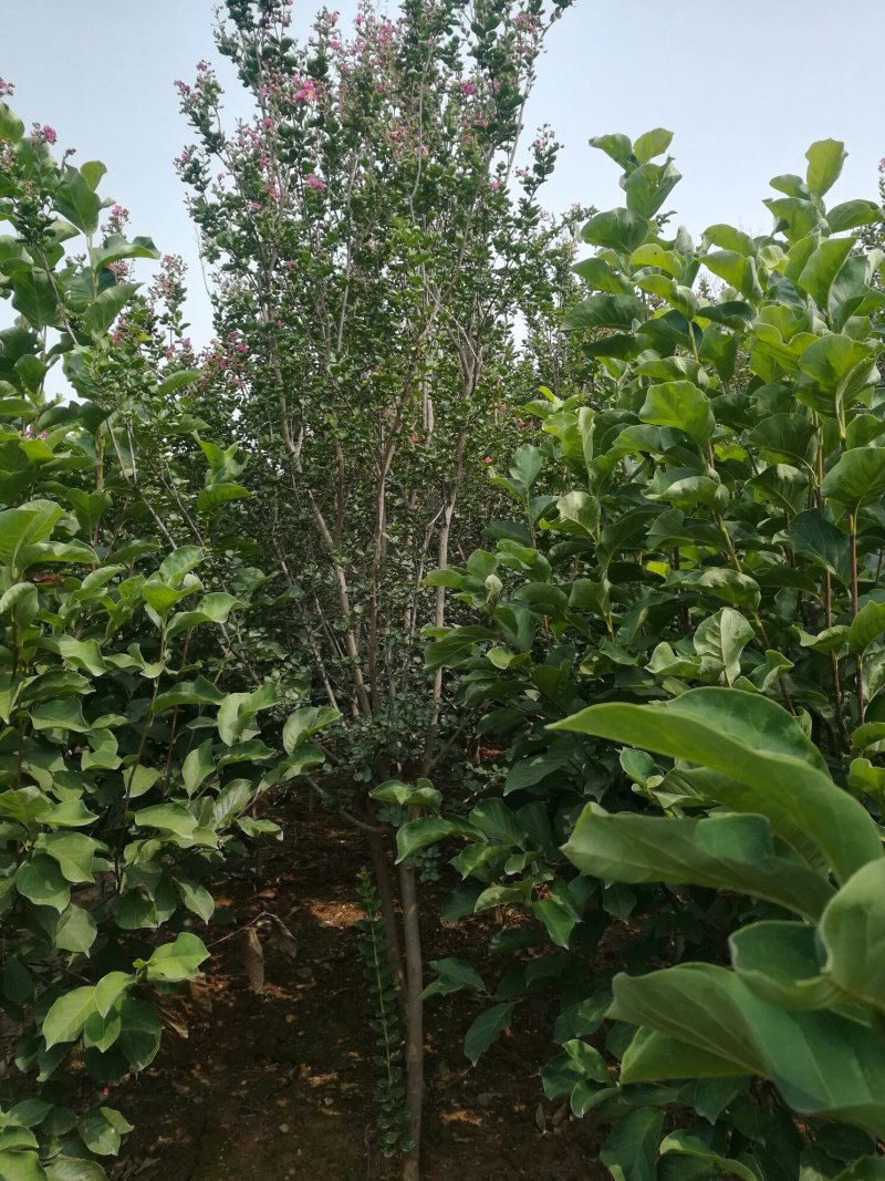 5公分紫薇
