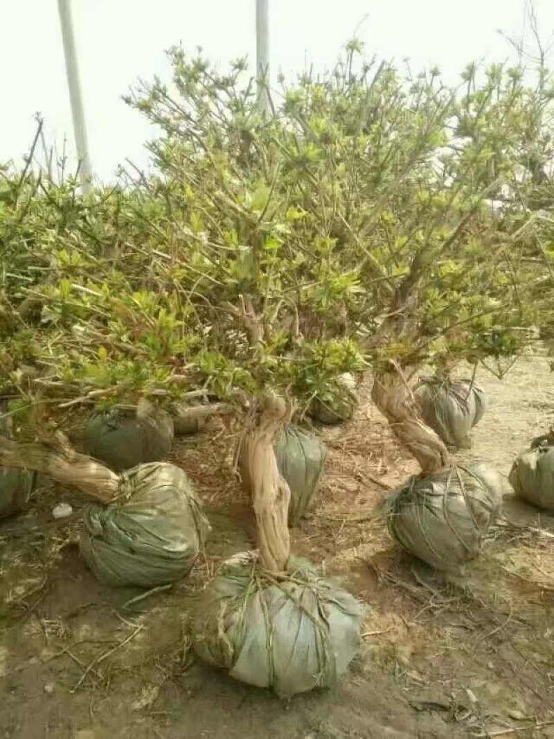 金银花树金银花苗金银花树苗，金银花树