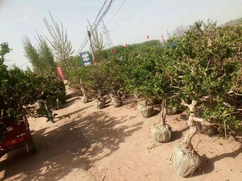 金银花树金银花苗金银花树苗，金银花树