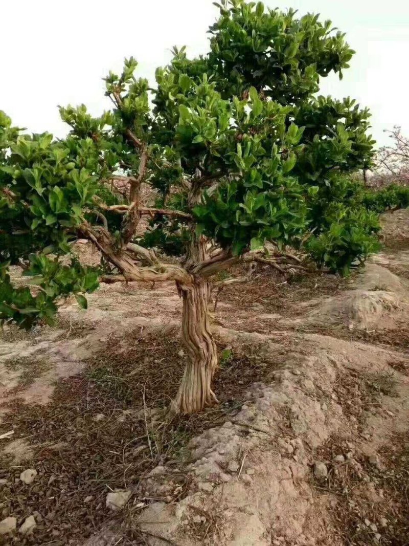 金银花树金银花苗金银花树苗，金银花树