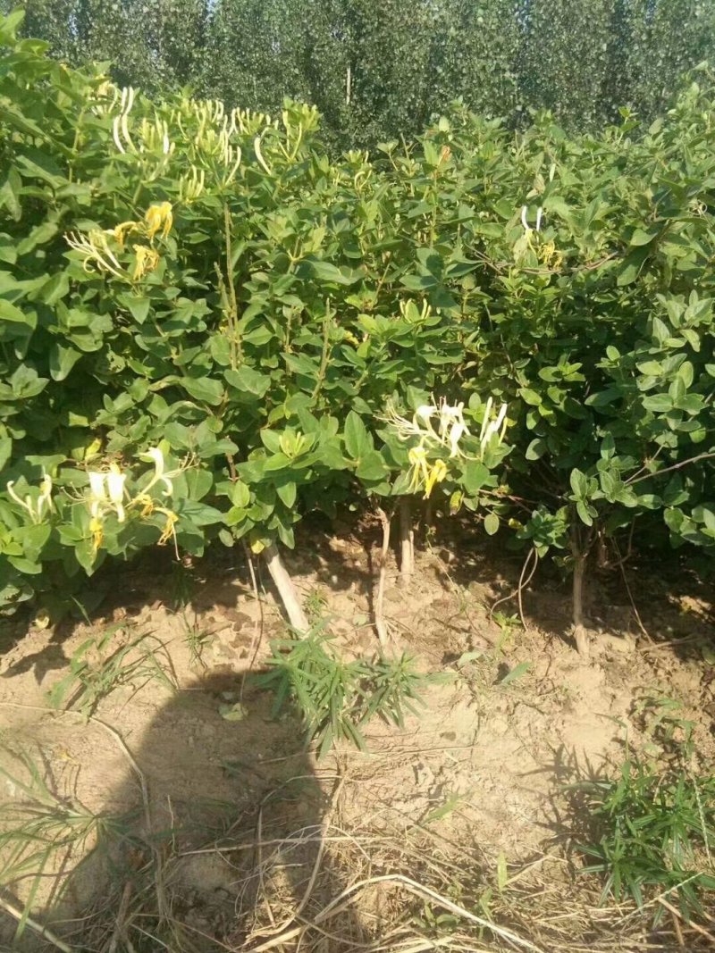 金银花树金银花苗金银花树苗，金银花树
