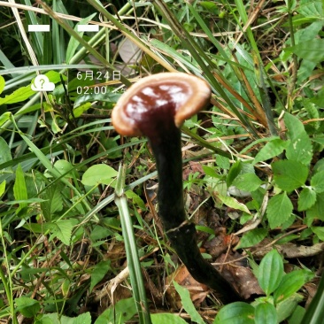 野生紫灵芝，纯野生灵芝，甜灵芝，血灵芝，统货