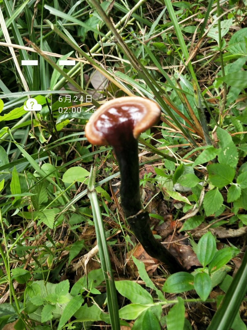 野生紫灵芝，纯野生灵芝，甜灵芝，血灵芝，统货