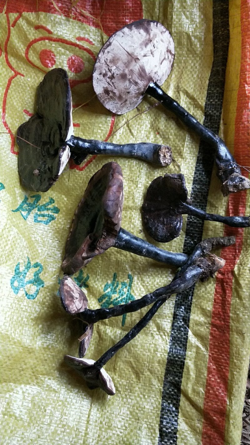 野生紫灵芝，纯野生灵芝，甜灵芝，血灵芝，统货
