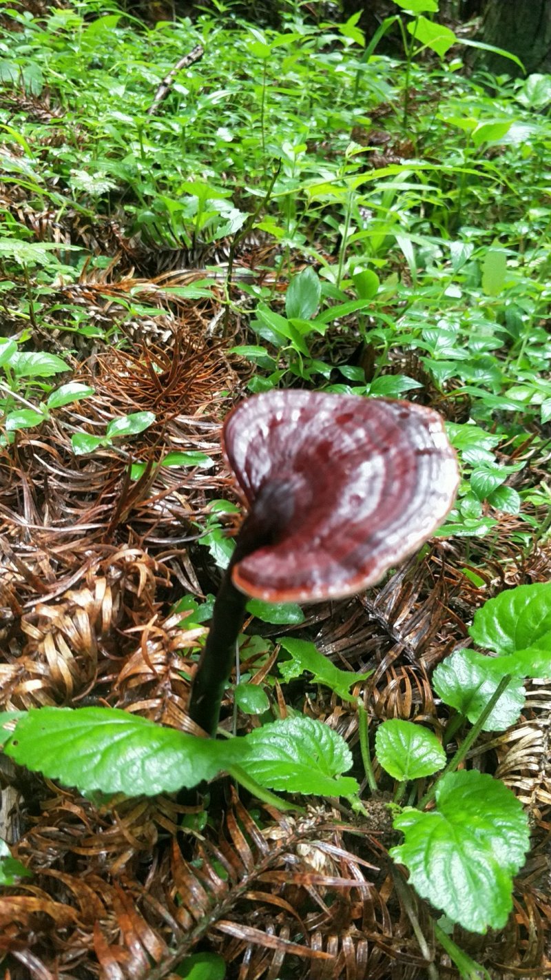 野生紫灵芝，纯野生灵芝，甜灵芝，血灵芝，统货
