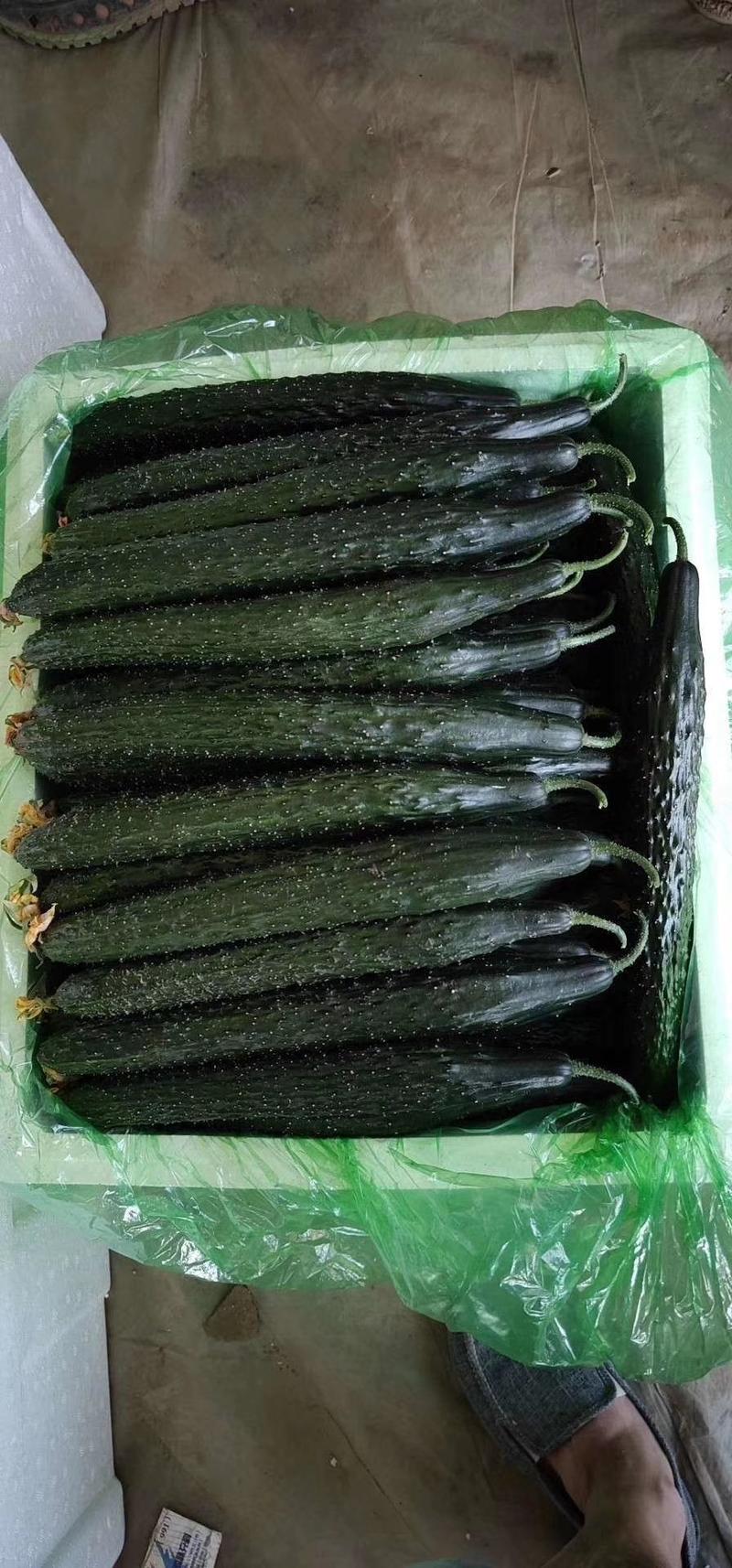 密刺黄瓜。38至40公分，大量供应。量大质优。