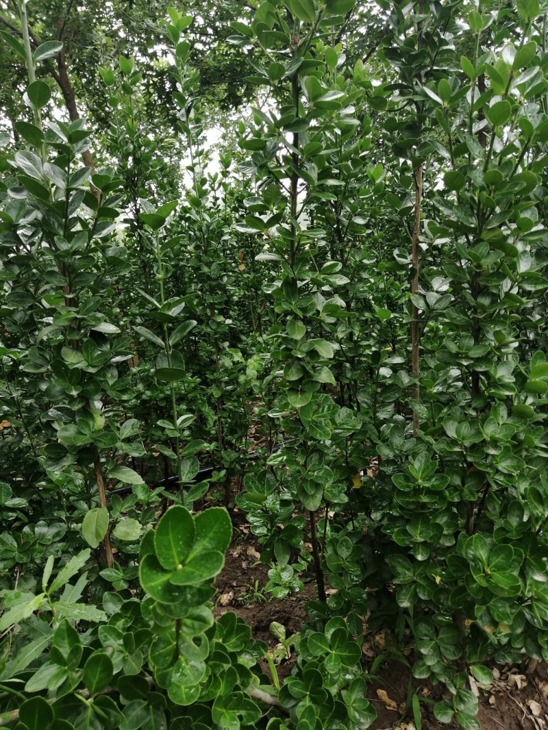 北海道黄杨绿化用苗适应性强易生长耐寒耐旱苗圃直供