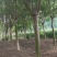 紫薇1一16公分，本苗圃大量供应